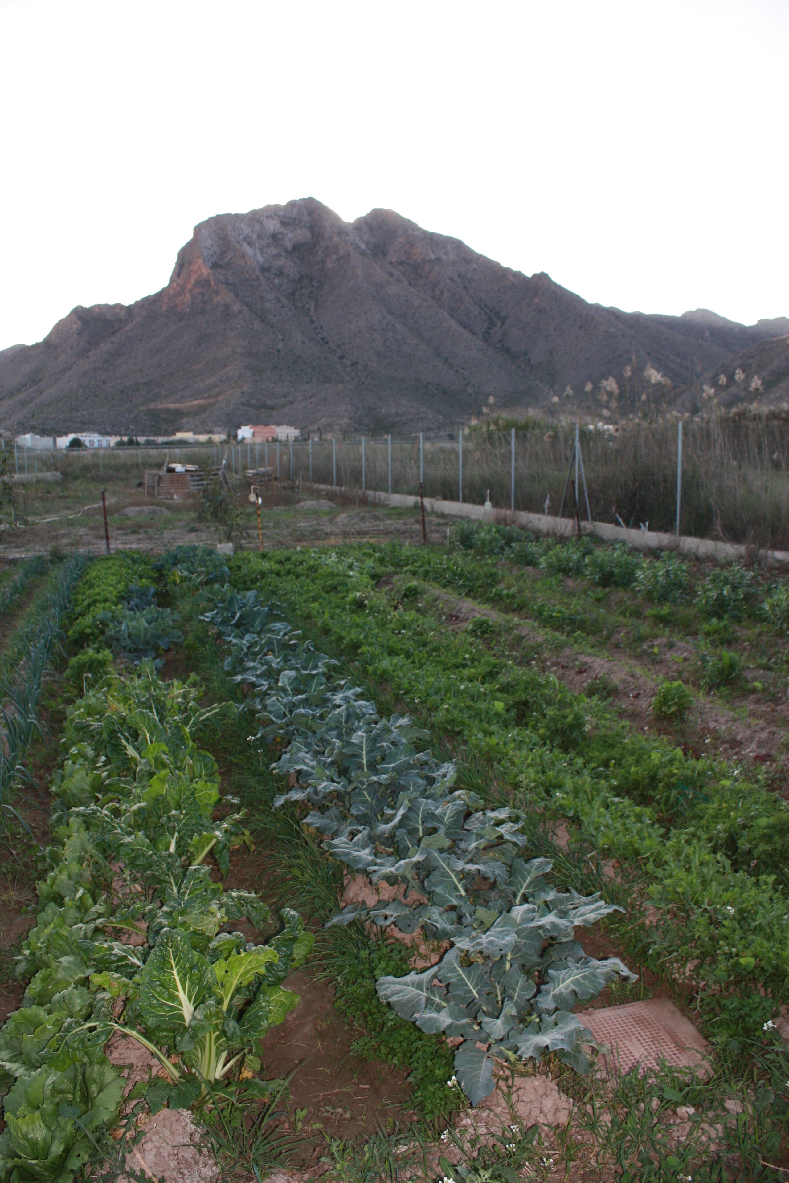 A vegetable garden with rows of leafy greens and a mountain in the background.