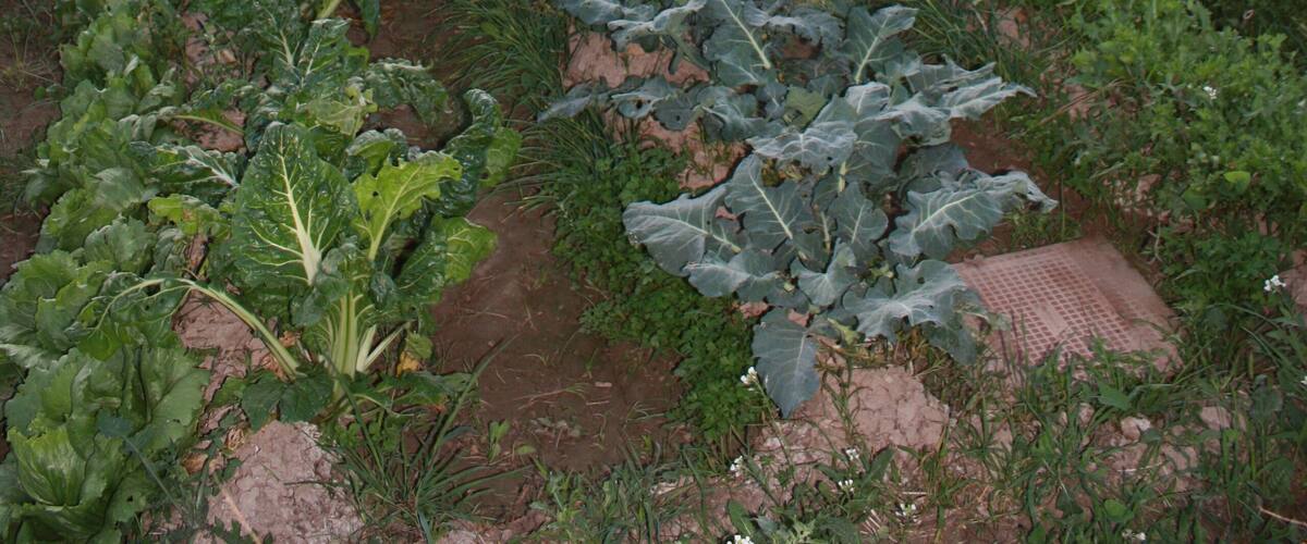 A vegetable garden with rows of leafy greens and a mountain in the background.