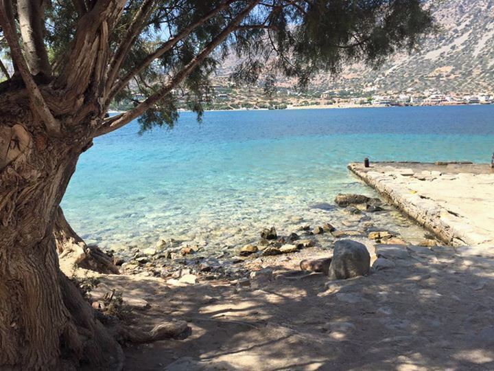 A clear coastal area with a large tree, rocky shoreline, and a distant mountain range.