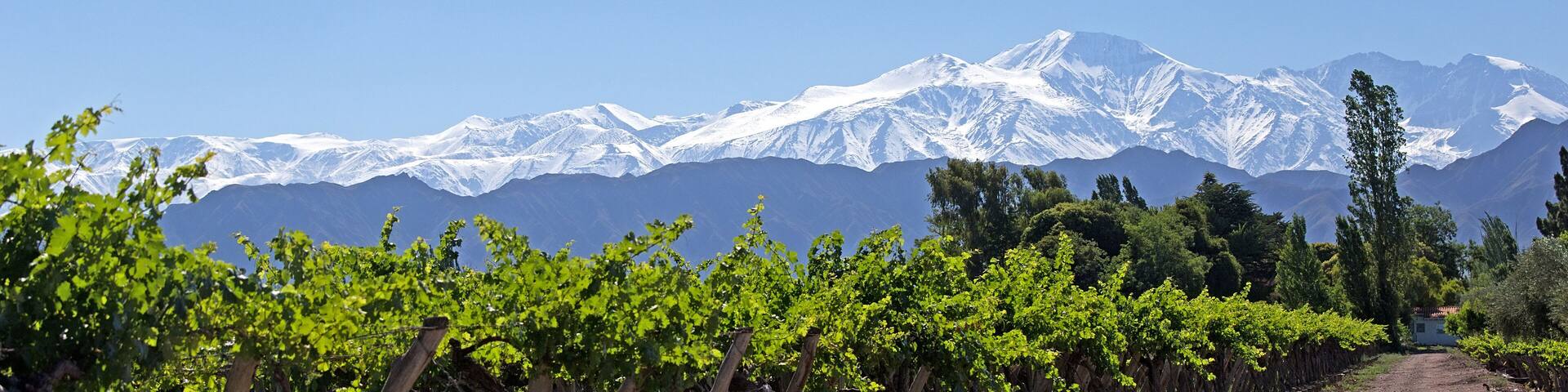 Andes & Vineyard, Lujan de Cuyo, Mendoza