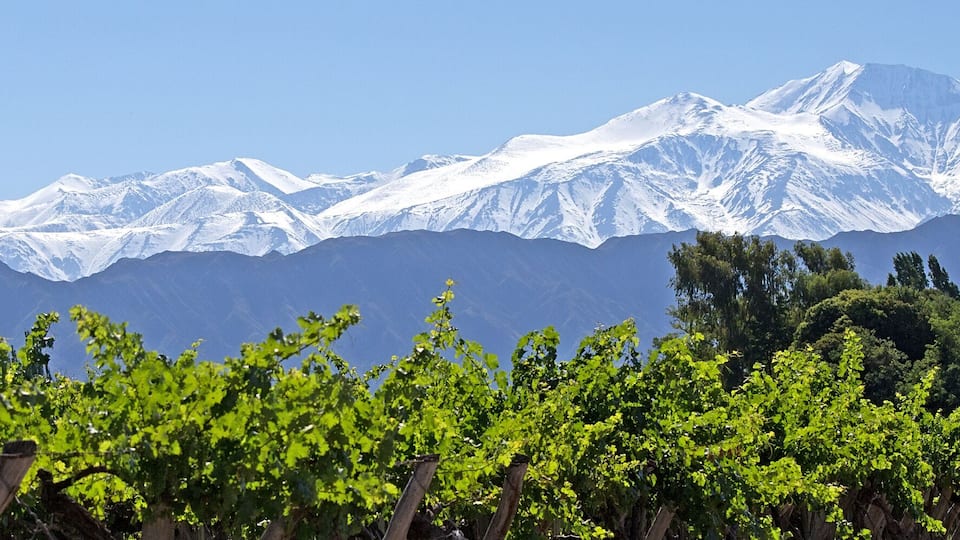 Andes & Vineyard, Lujan de Cuyo, Mendoza