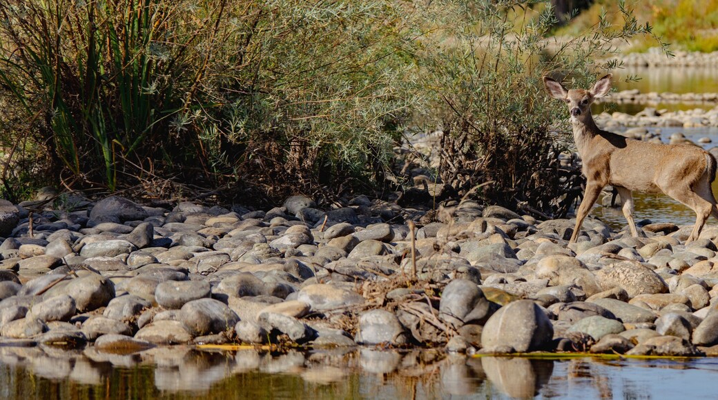 Deer on shore of river panorama