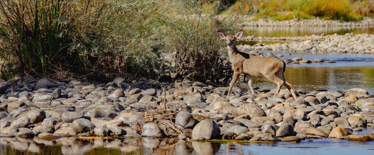 Deer on shore of river panorama