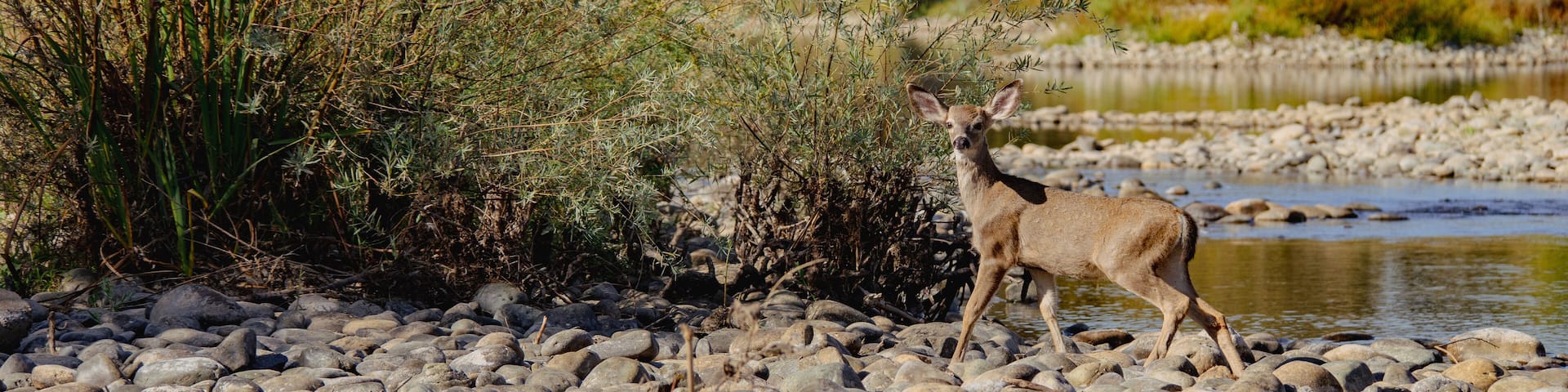 Deer on shore of river panorama