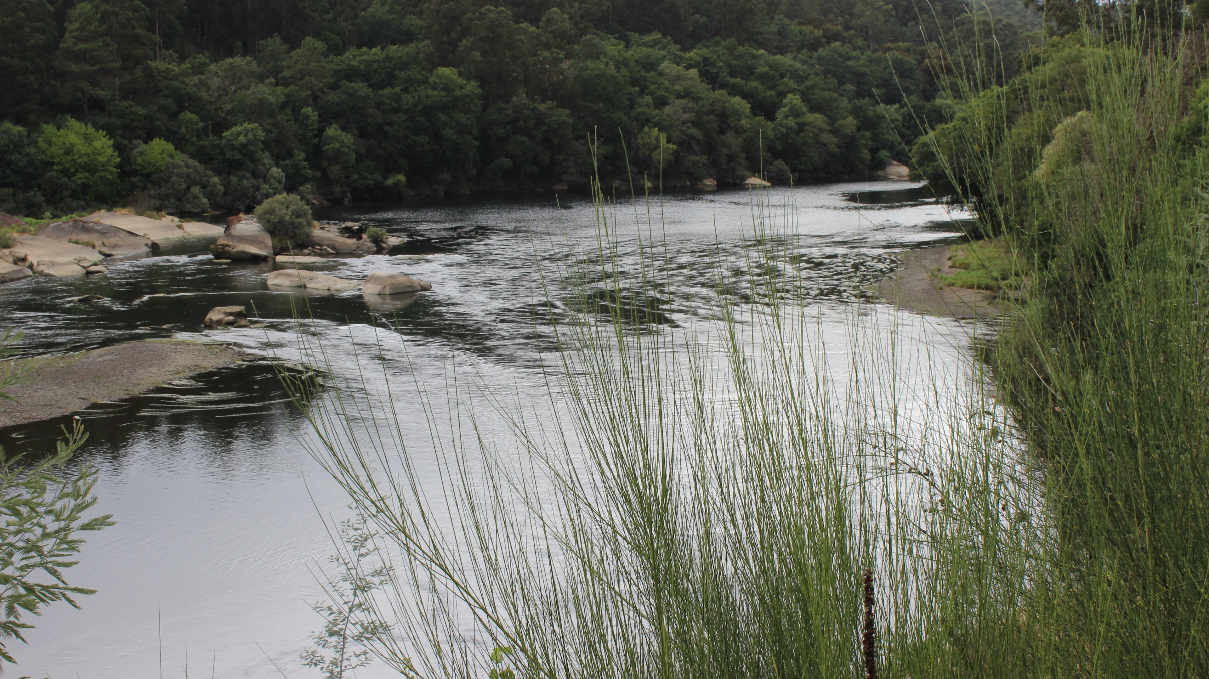 A river with rocks and tall grass in a forested area.