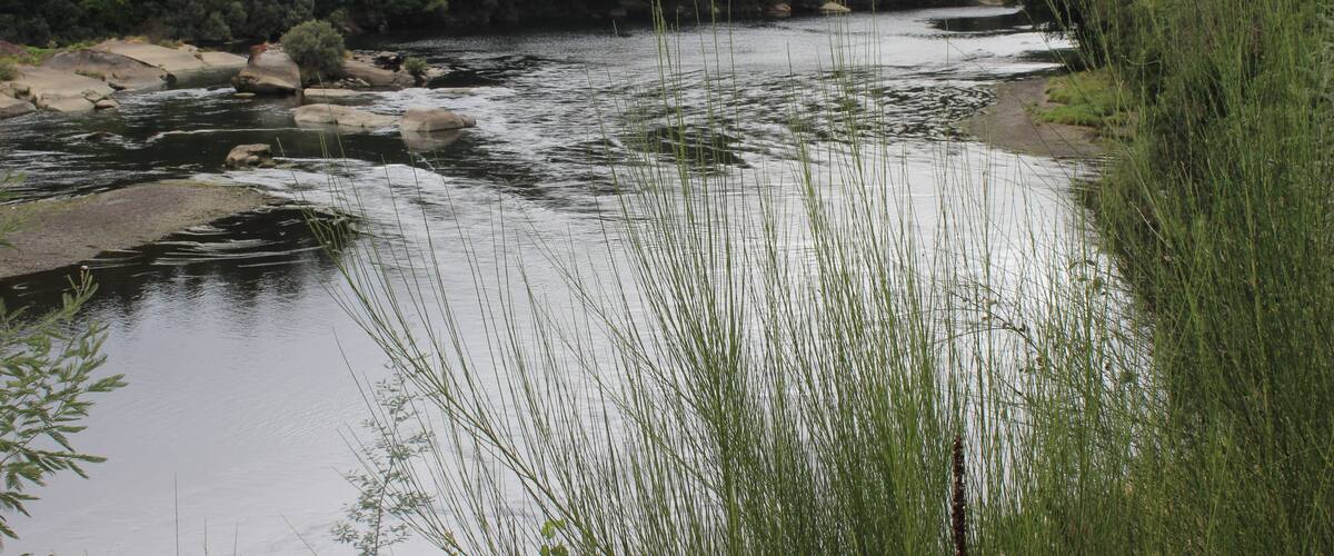 A river with rocks and tall grass in a forested area.