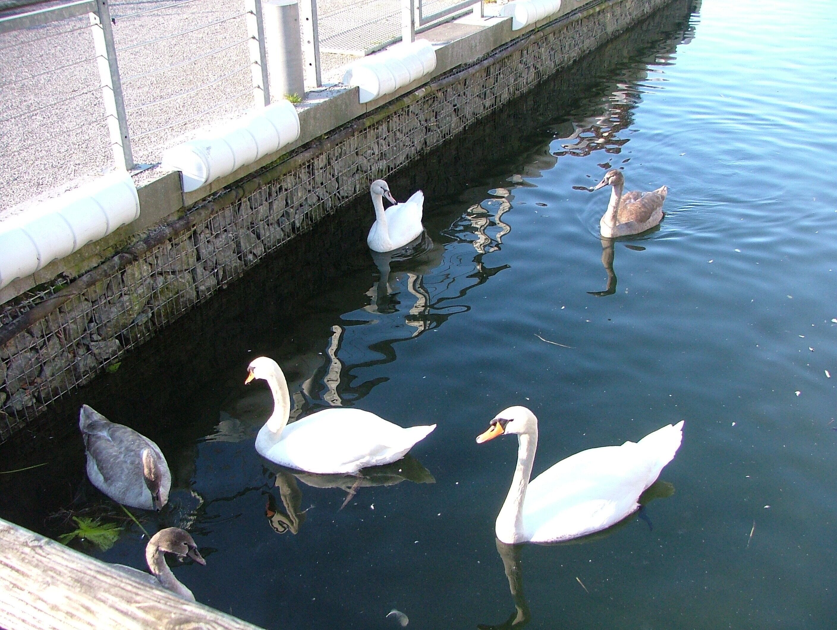 Elternpaar und drei Jungschwäne