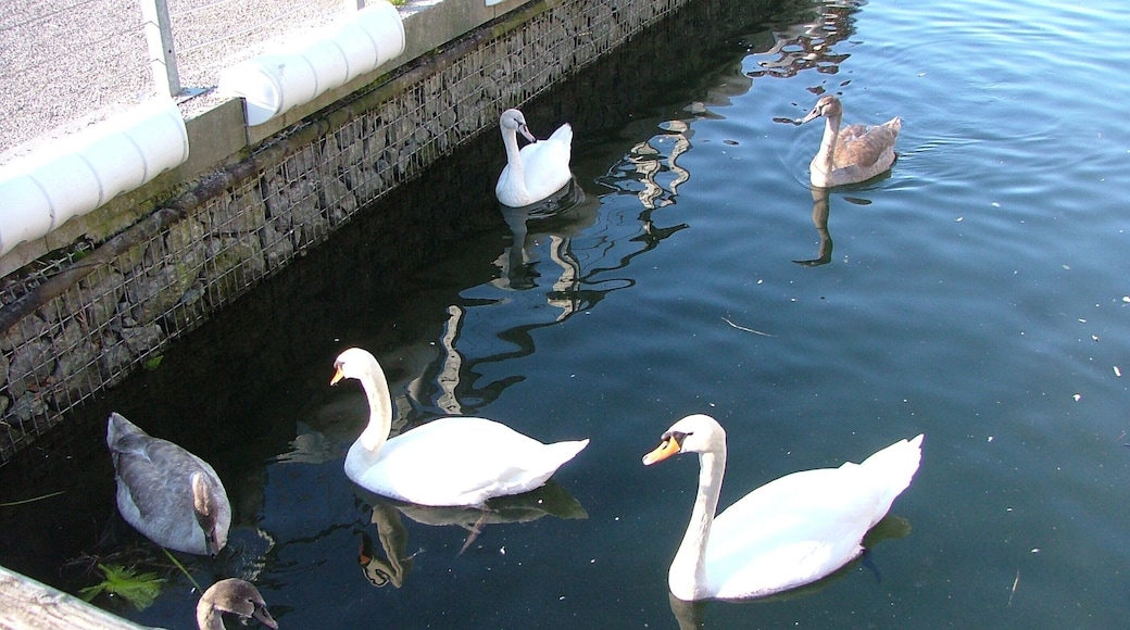 Elternpaar und drei Jungschwäne