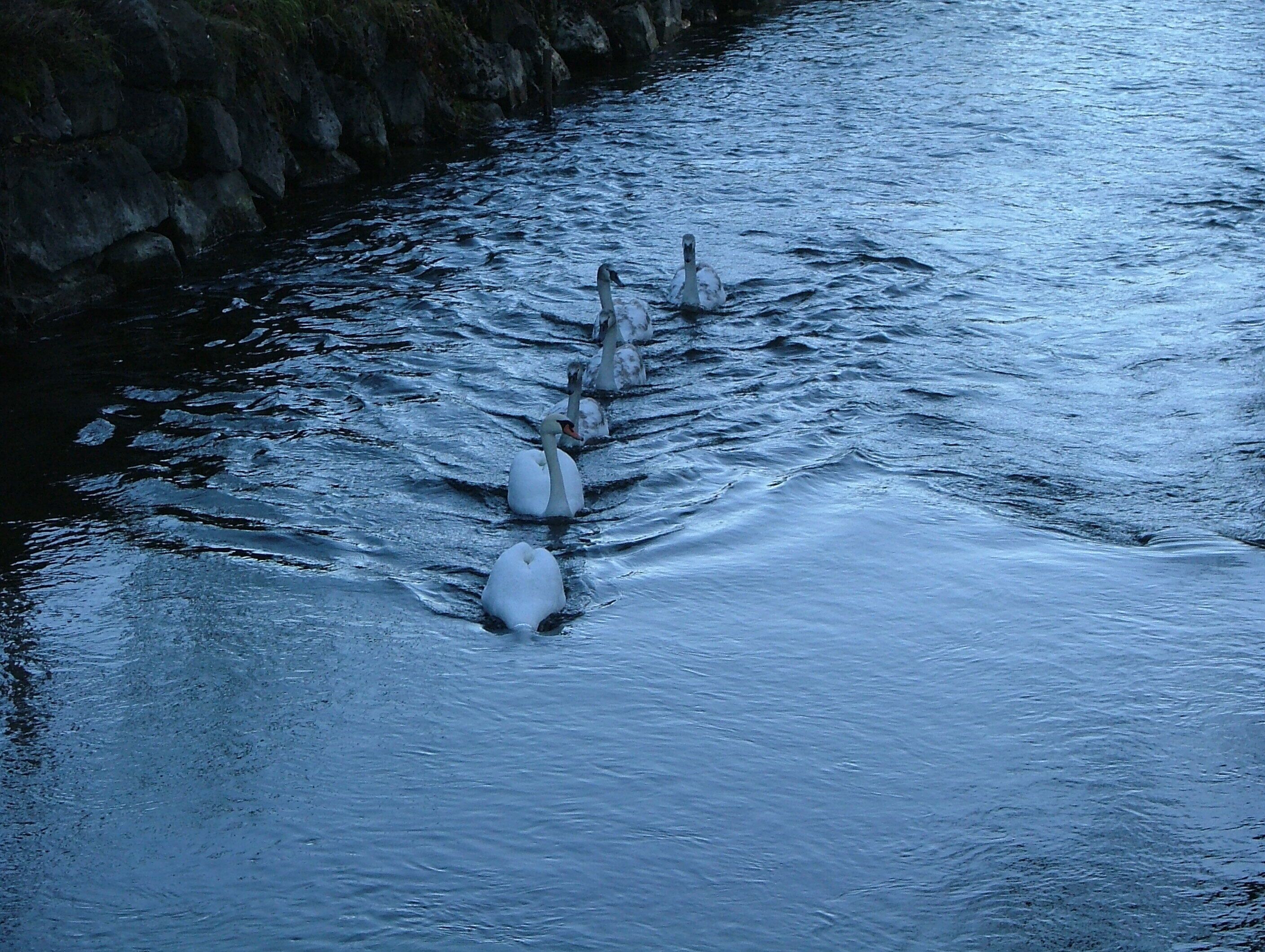 November 2012 Schwanenfamilie