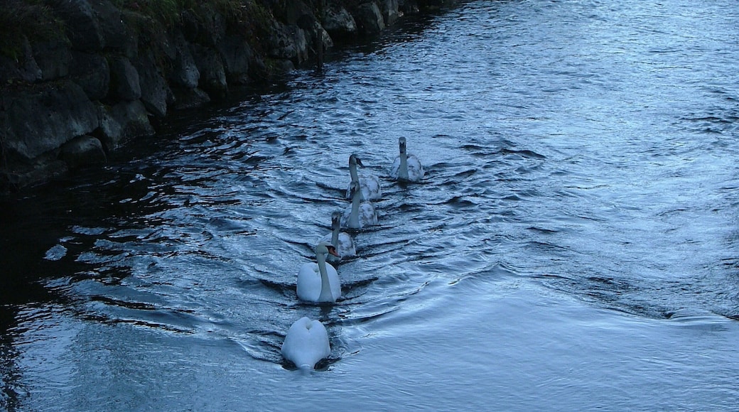 November 2012 Schwanenfamilie