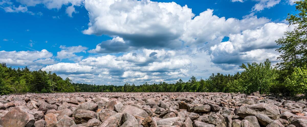 A rocky shoreline with a forest in the background.