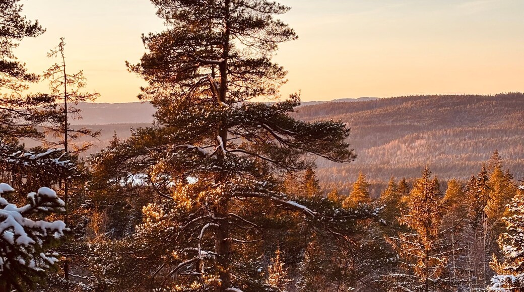 เฮิยโบรเทน