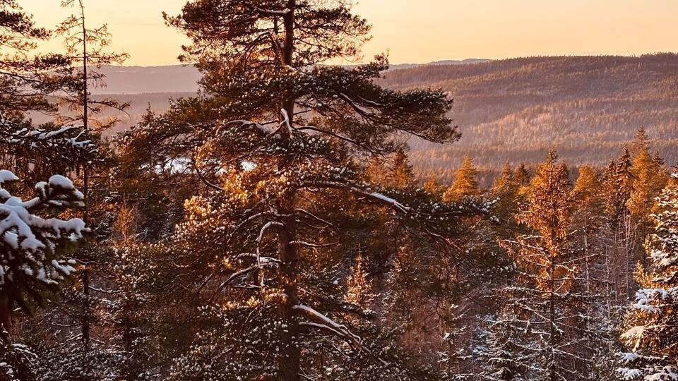 Winter hike at Røverkollen