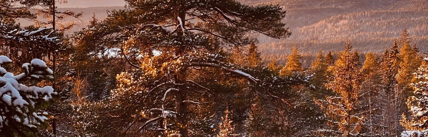 A snowy forest with tall evergreen trees and a distant mountain range.