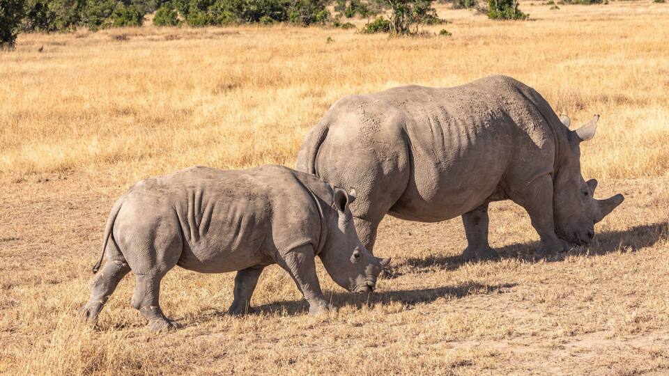 Two rhinos in a dry grassland with sparse trees in the background.