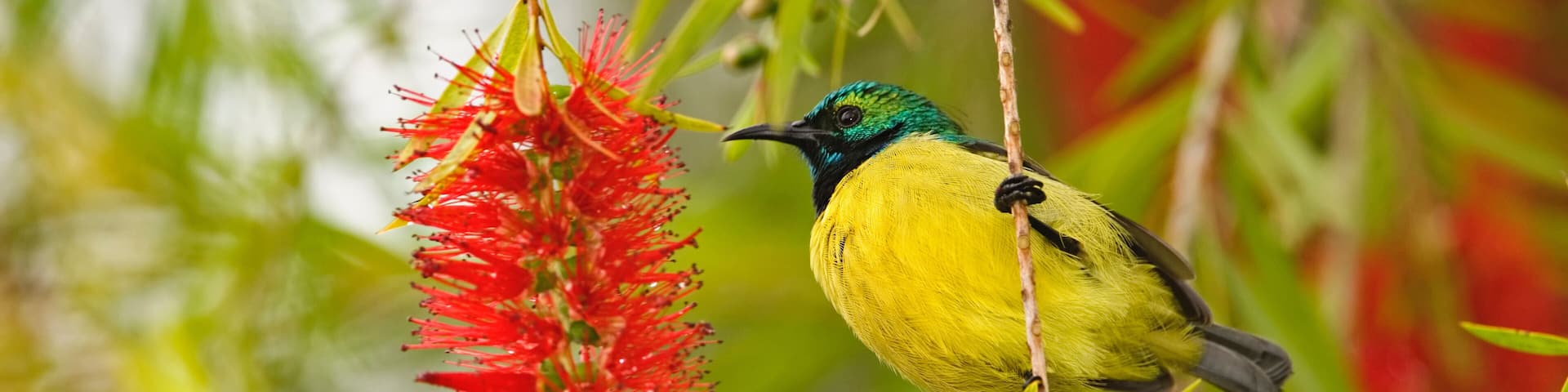 Variable Sunbird, Nectarinia venusta, Aberdare Country Club, Nyeri, Kenya