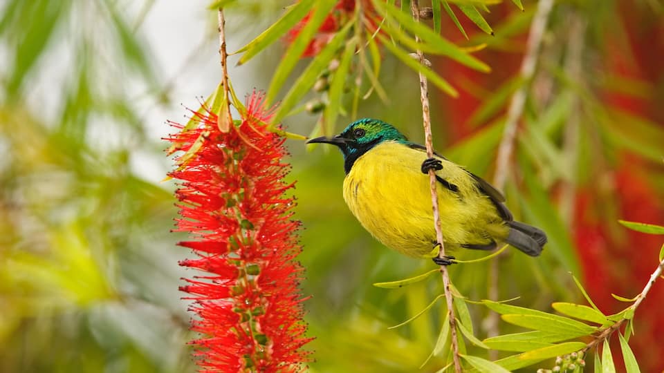 A bird perched on a branch with red flowers.