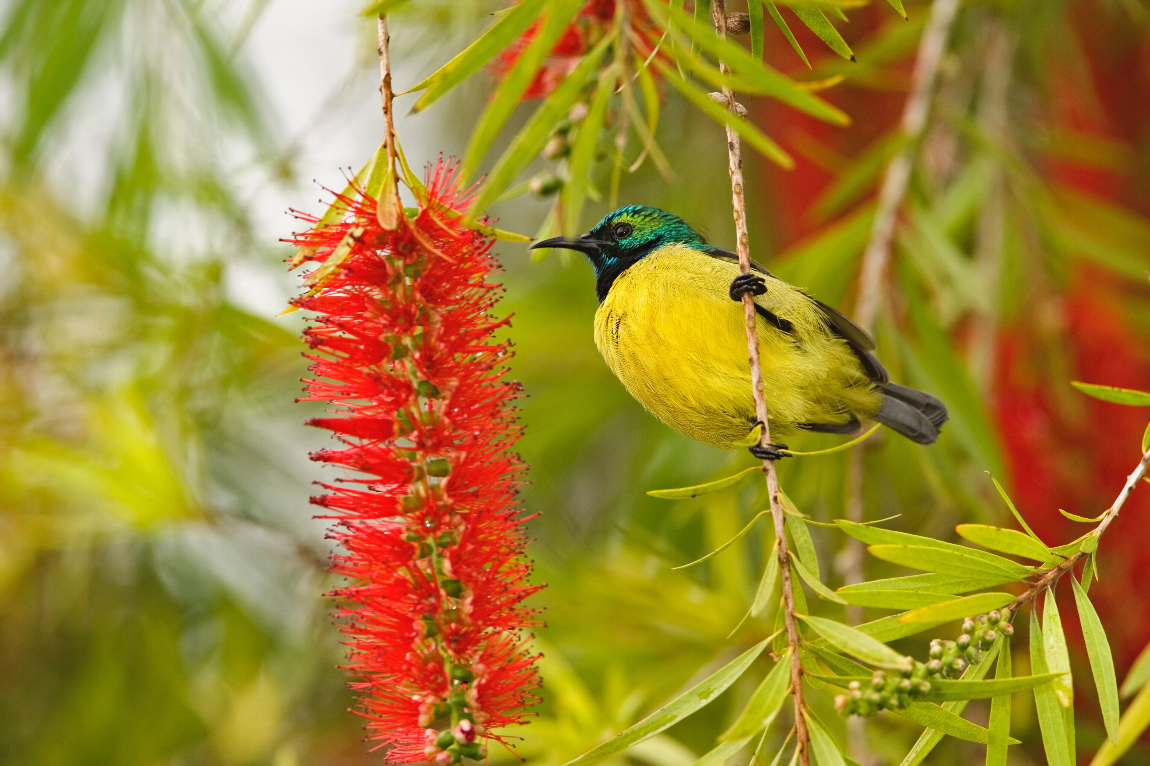 A bird perched on a branch with red flowers.