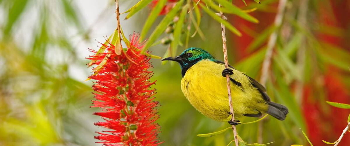 A bird perched on a branch with red flowers.