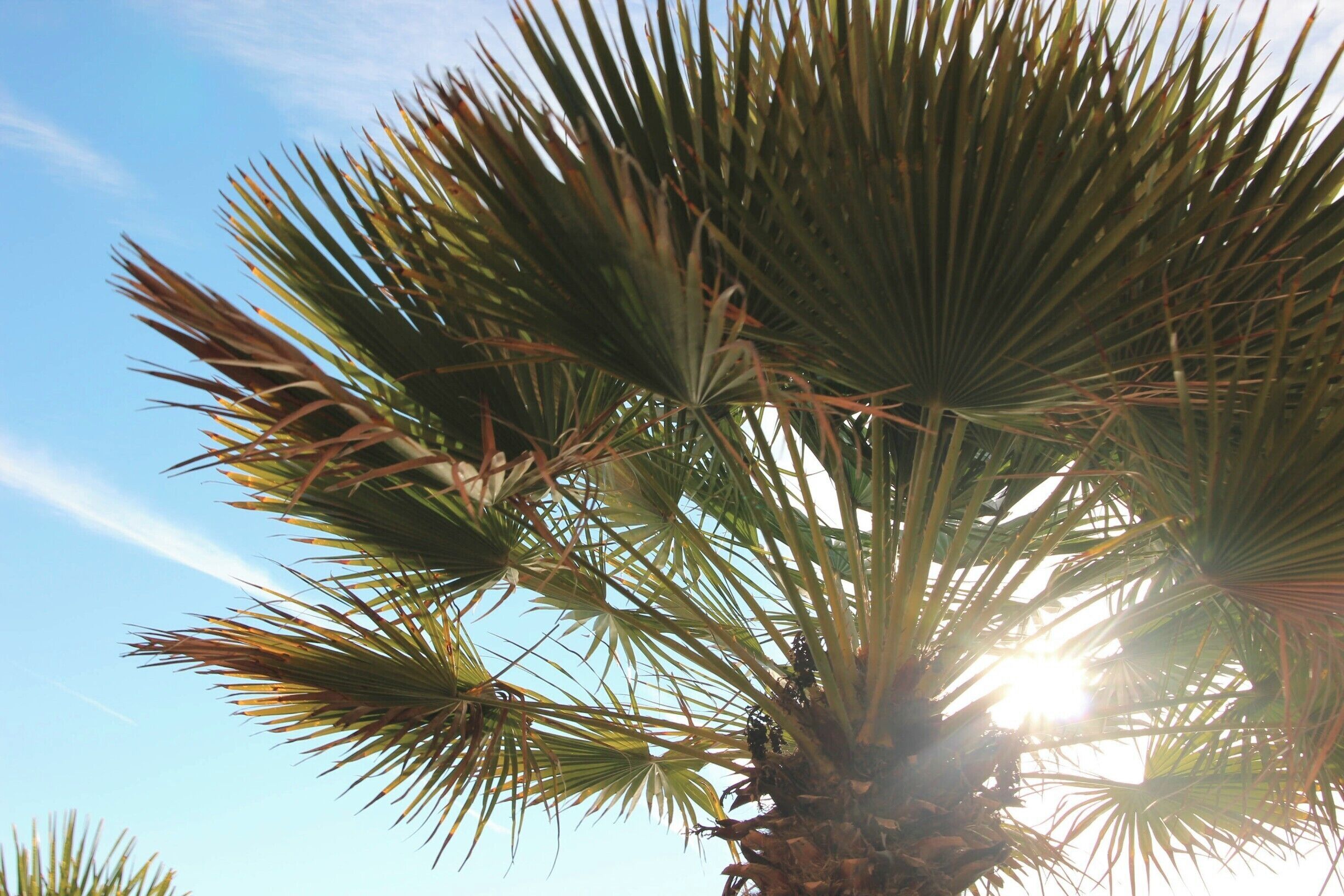 Beautiful palm trees lined the streets of Monterosso in Cinque Terre