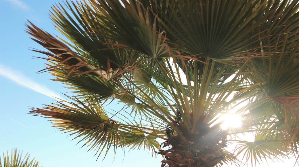 Beautiful palm trees lined the streets of Monterosso in Cinque Terre