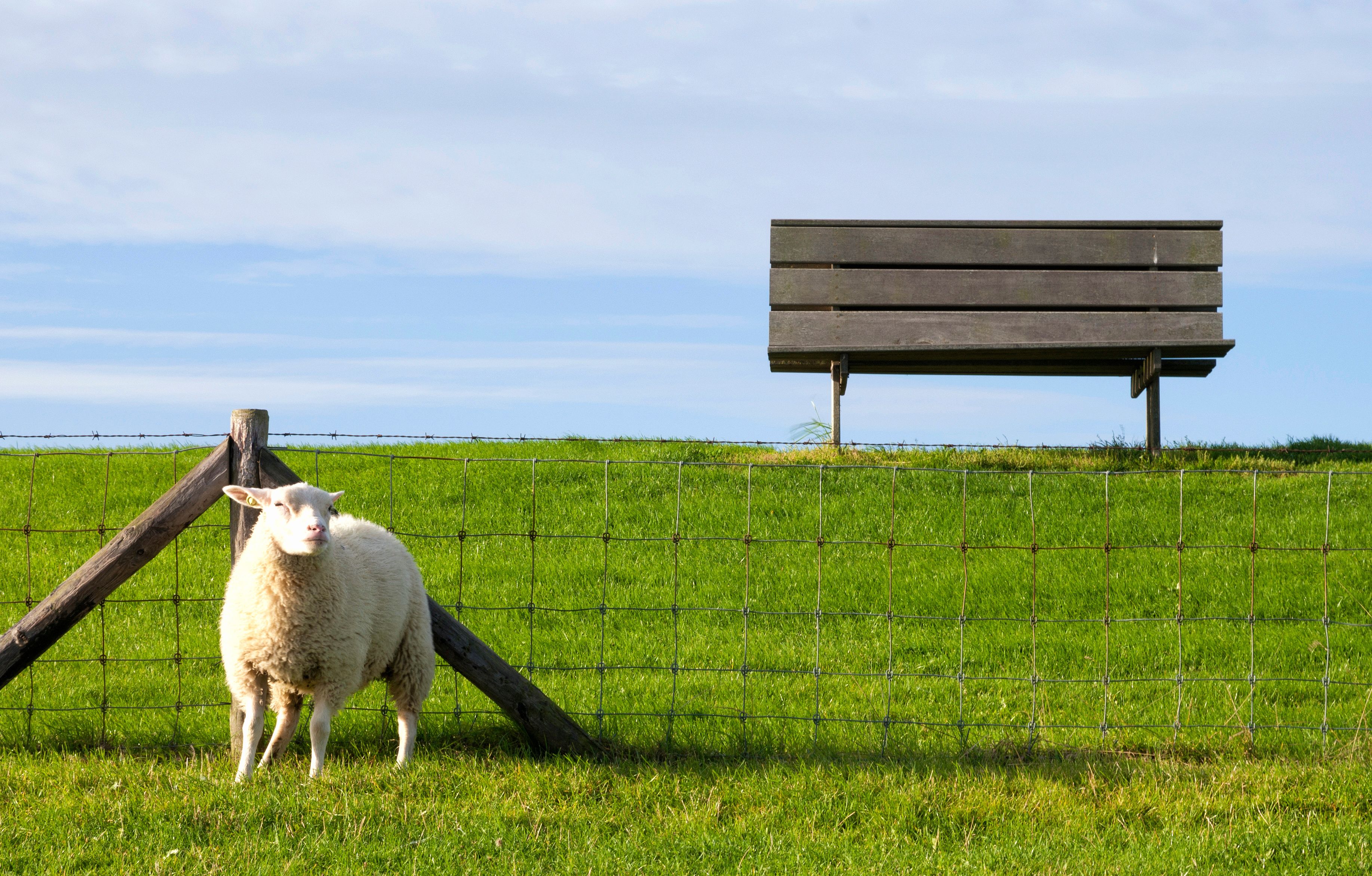 Sheep on a dike near Moddergat