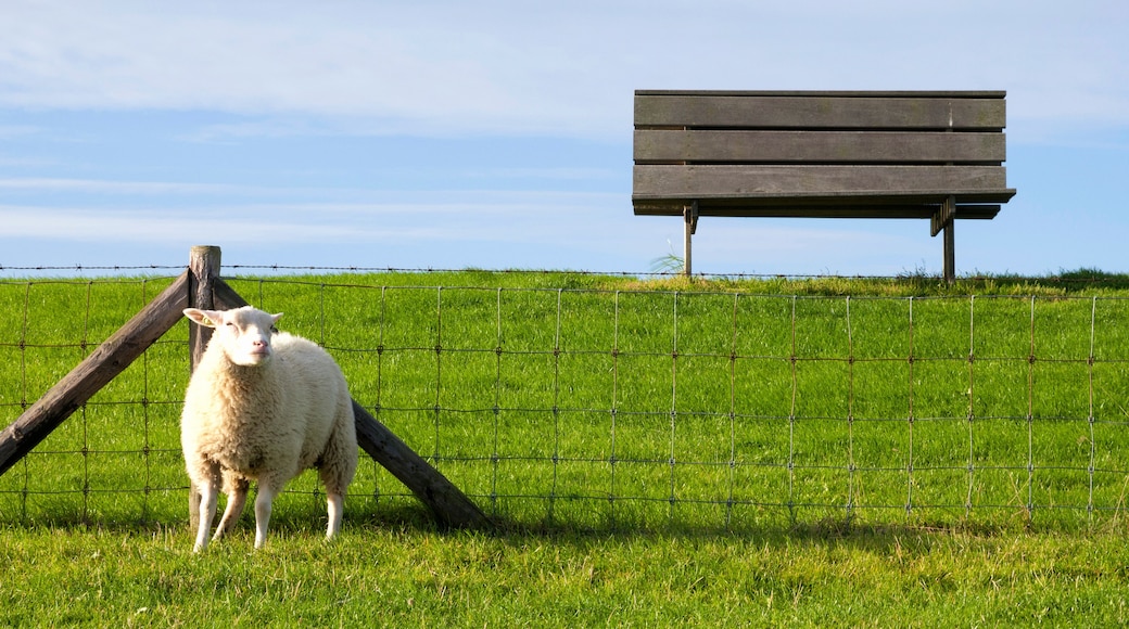 Sheep on a dike near Moddergat