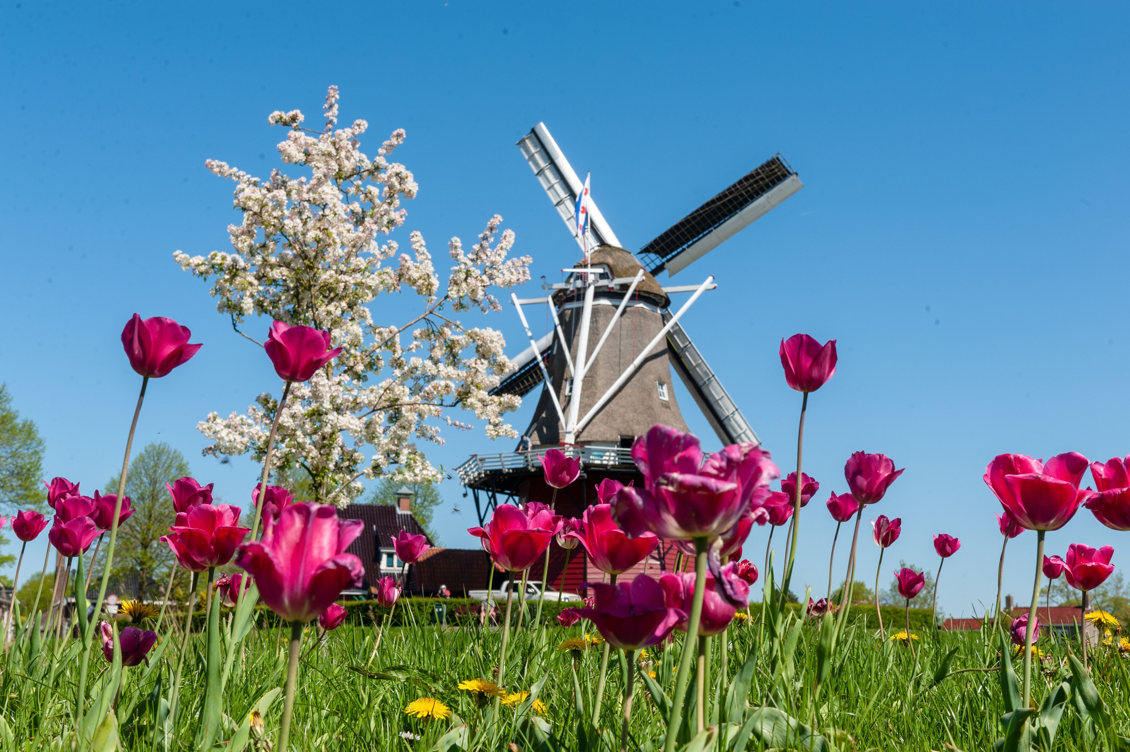 Close-up of a field of tulips against a backdrop of a classic Dutch Windmill in the city of Dokkum, Friesland, in the Northern parts of the Netherlands, as seen on a bright sunny spring afternoon