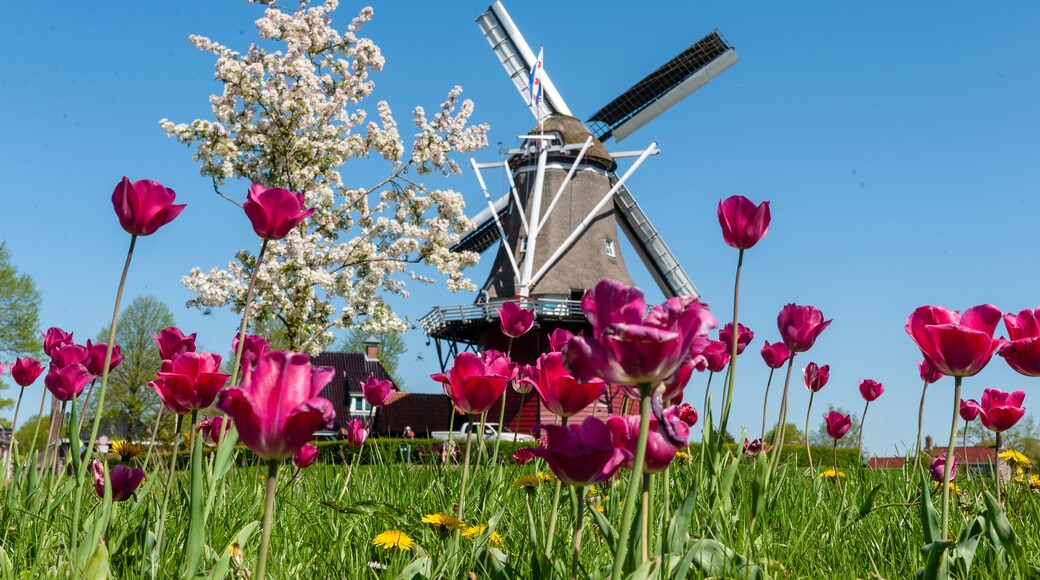 Close-up of a field of tulips against a backdrop of a classic Dutch Windmill in the city of Dokkum, Friesland, in the Northern parts of the Netherlands, as seen on a bright sunny spring afternoon