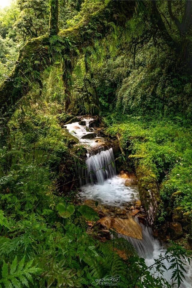 感受大自然Mother Nature II Poon Hill Nepal🌿🌿🌿☘️☘️🐿🐿🐿🦜🦜🦜
去聆听鸟儿的歌声，去闻闻野花的清香，去感受清风的吹拂和绿叶的沙沙声。去感受声音的美，色彩的美，味道的美，生命的美，大自然的美。