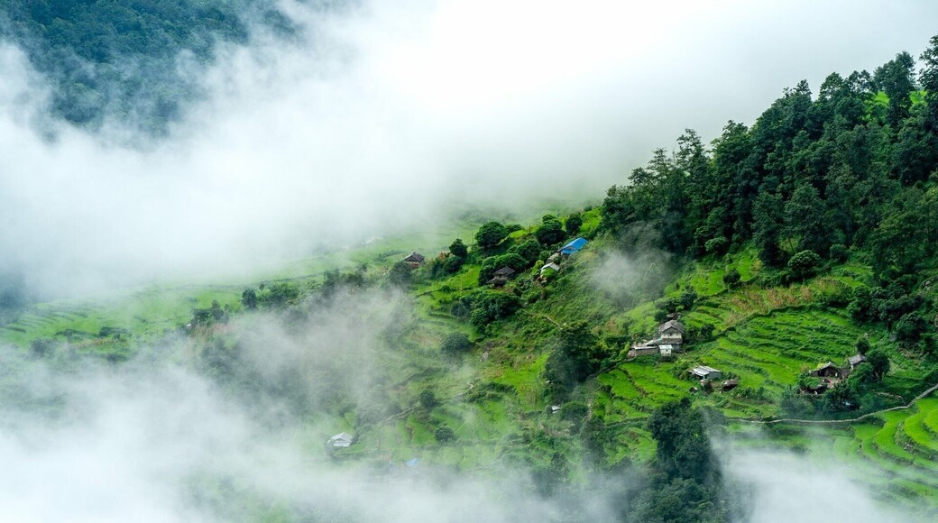Rice Field II Poon Hill Nepal
