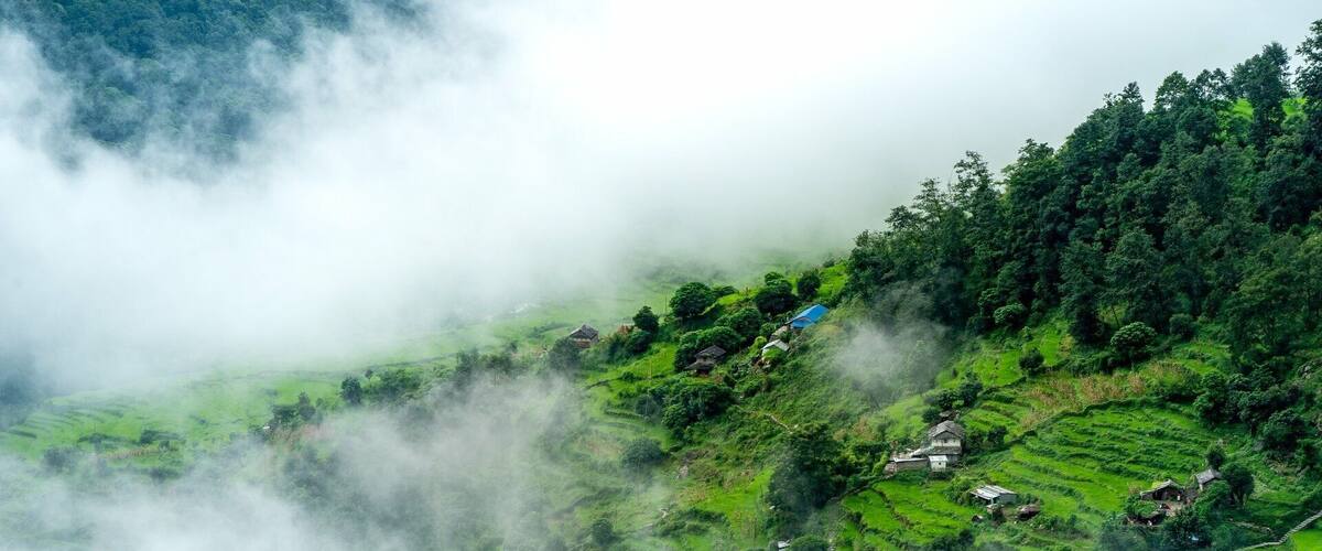 Rice Field II Poon Hill Nepal