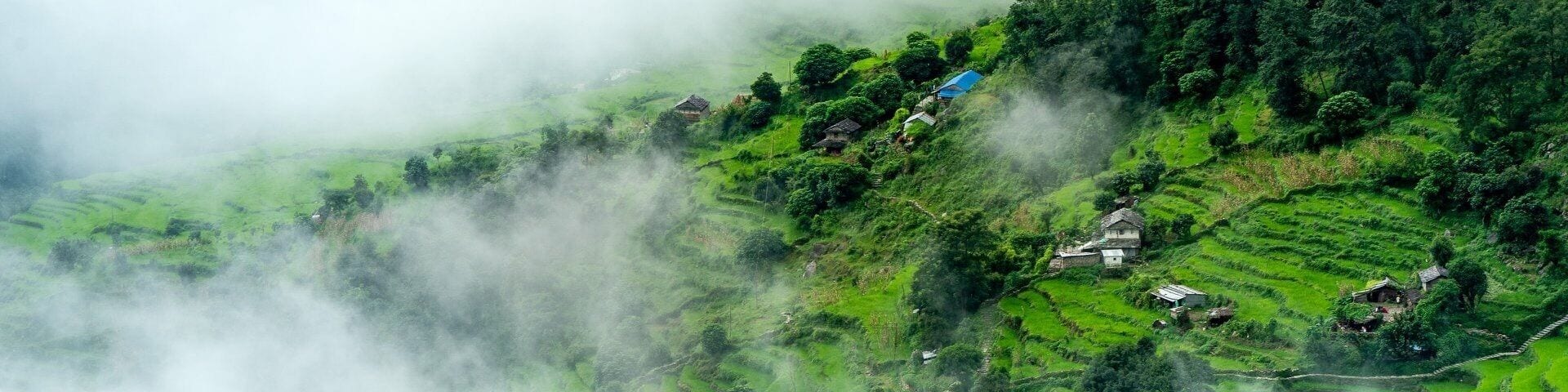 Rice Field II Poon Hill Nepal