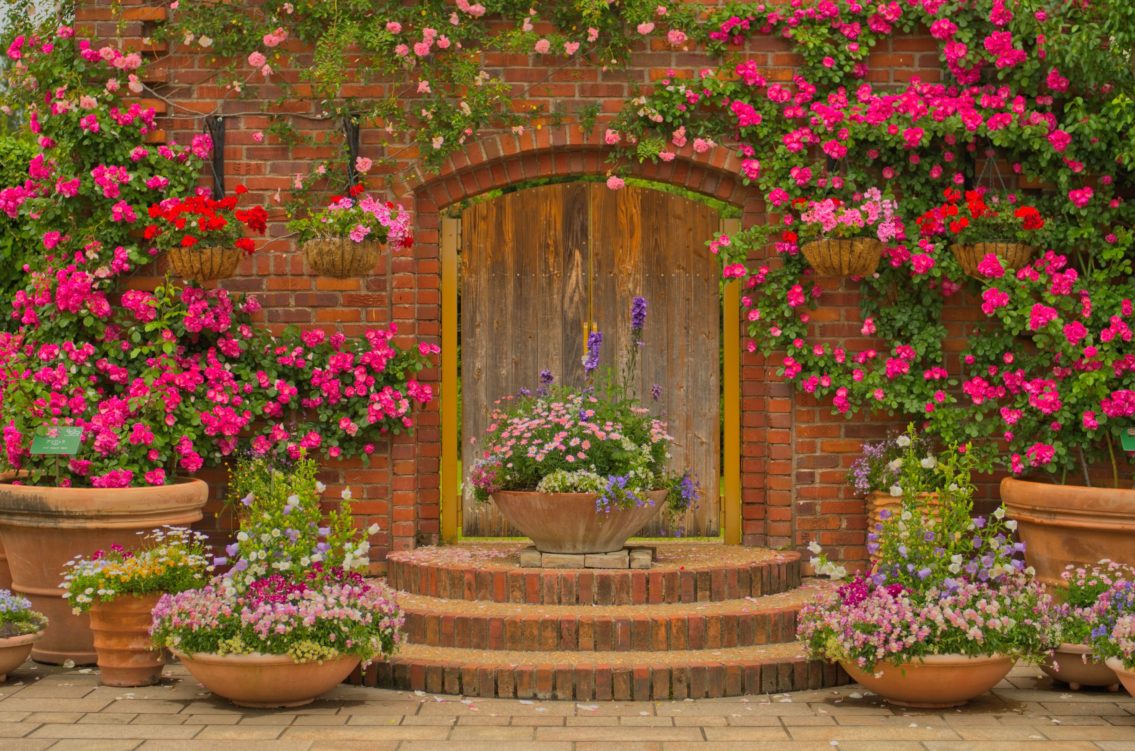 Un bâtiment en briques avec une porte en bois, entouré de roses éclatantes, aux couleurs rose et rouge.