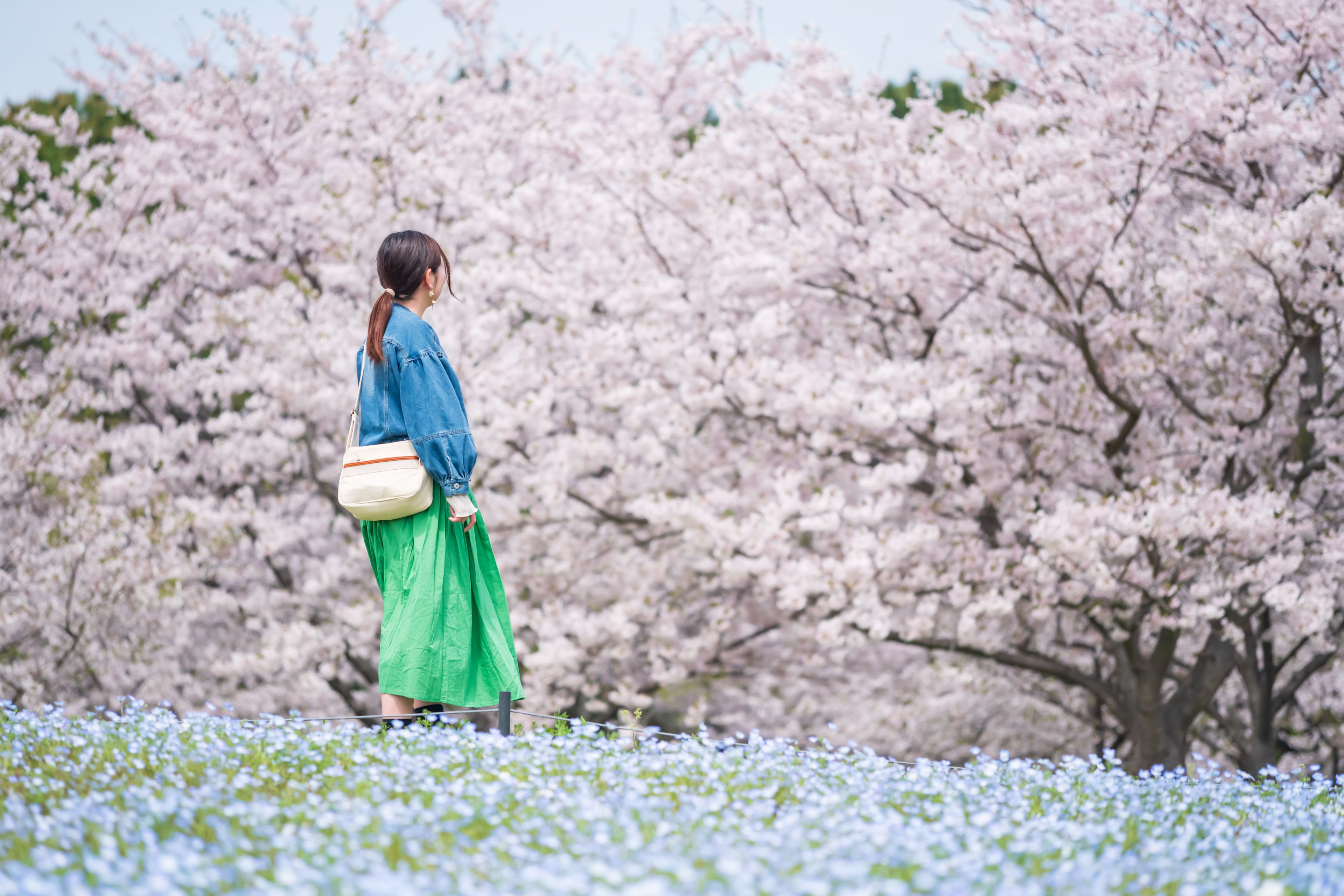 Une personne se promenant dans un champ de cerisiers en fleurs.