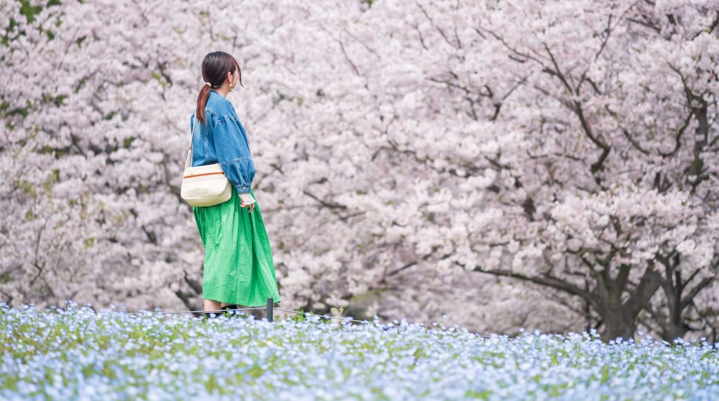 Une personne se promenant dans un champ de cerisiers en fleurs.