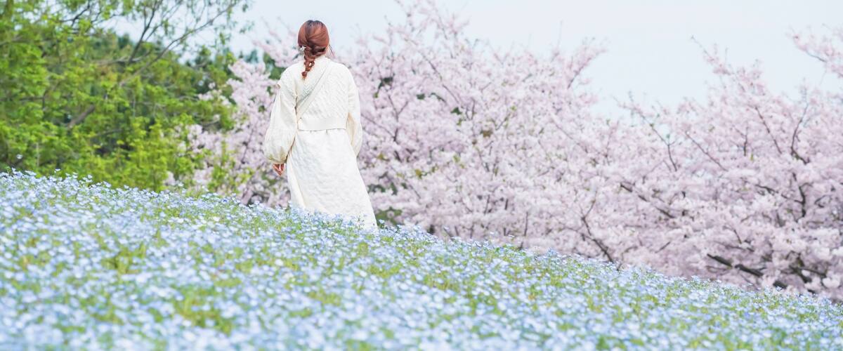 Girl view sakura and Nemophila flowers at Uminonakamichi, Fukuoka