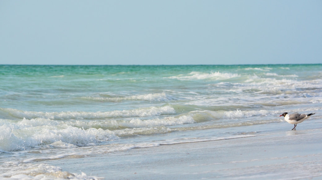 A laughing gull (leucophaeus atricilla) relaxing on the Gulf of Mexico at Indian Rocks Beach, Florida.