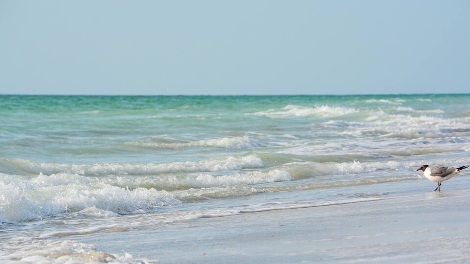 A laughing gull (leucophaeus atricilla) relaxing on the Gulf of Mexico at Indian Rocks Beach, Florida.