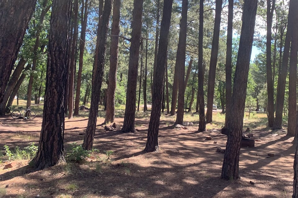 Un bosc amb arbres alts i un camí de terra.