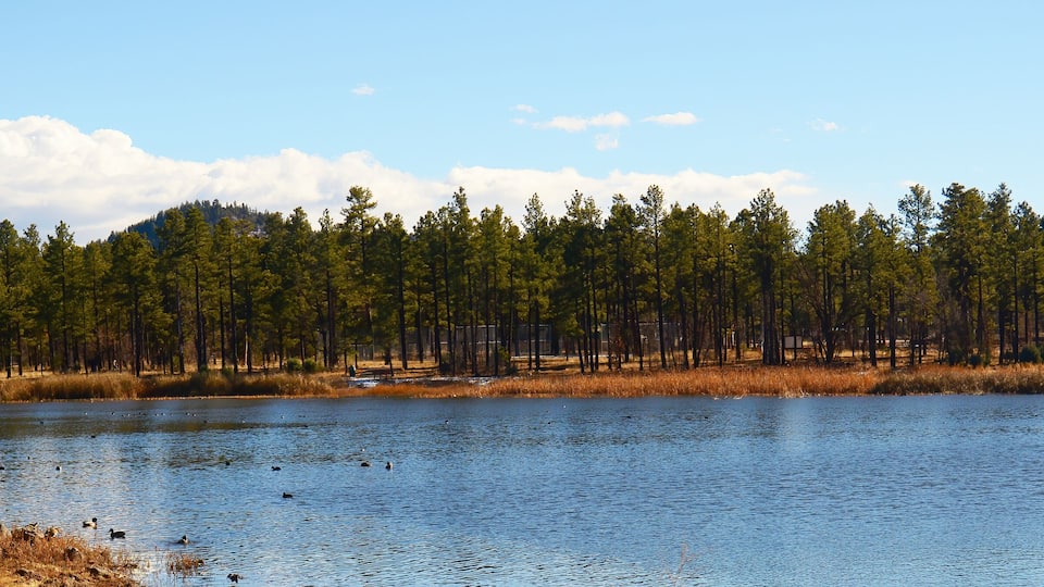 A lake surrounded by a forest of tall pine trees.
