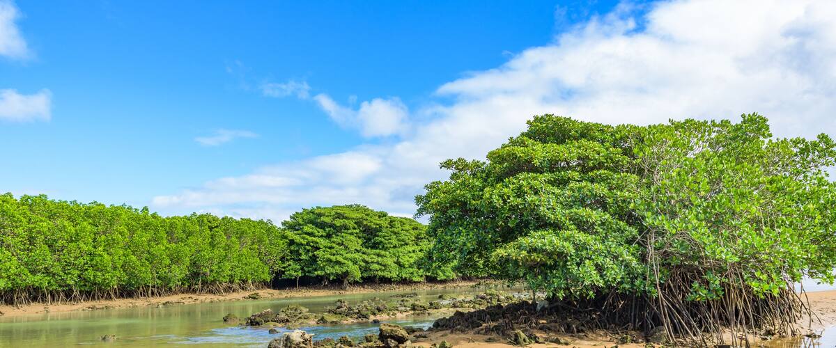 Miyara River Hirugi Grove on Ishigaki Island in Okinawa Prefecture, Japan