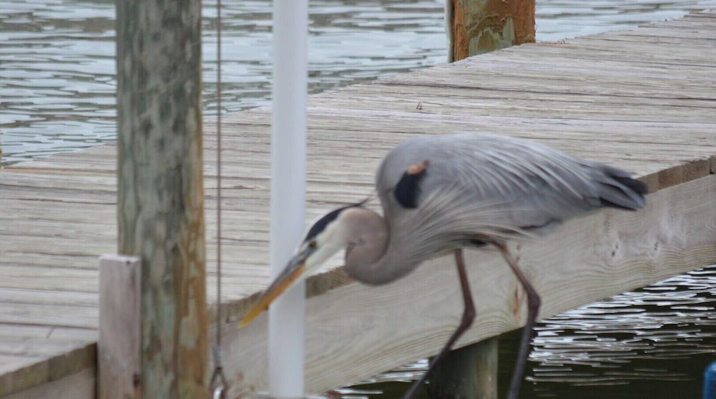 blue heron right next to our rental