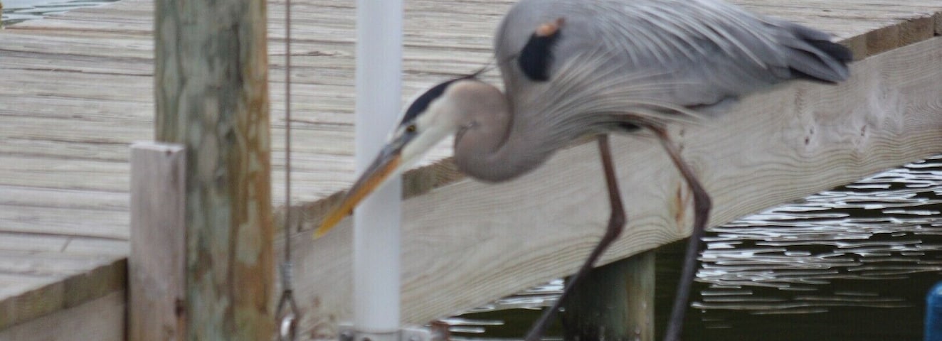 blue heron right next to our rental