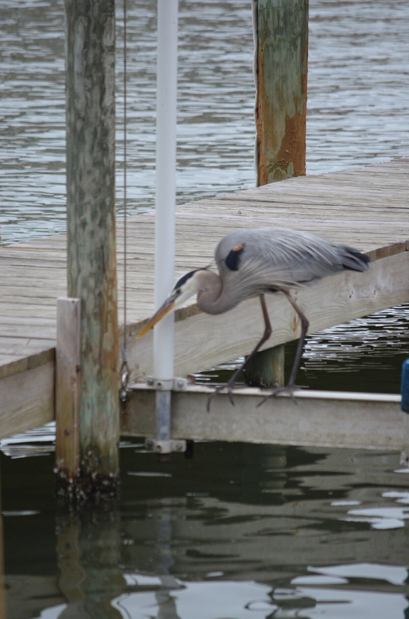 A heron standing on a wooden dock over water.