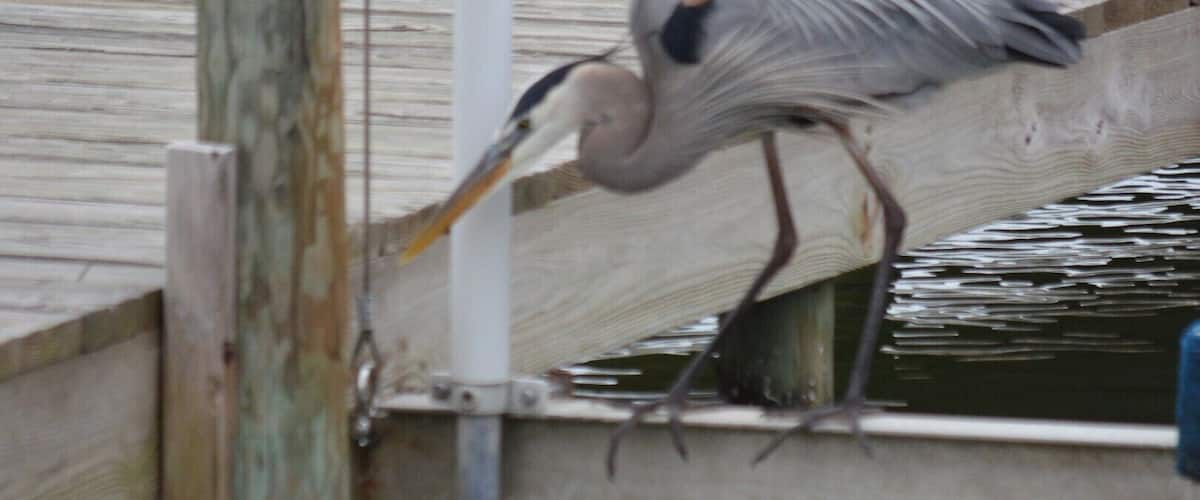 A heron standing on a wooden dock over water.