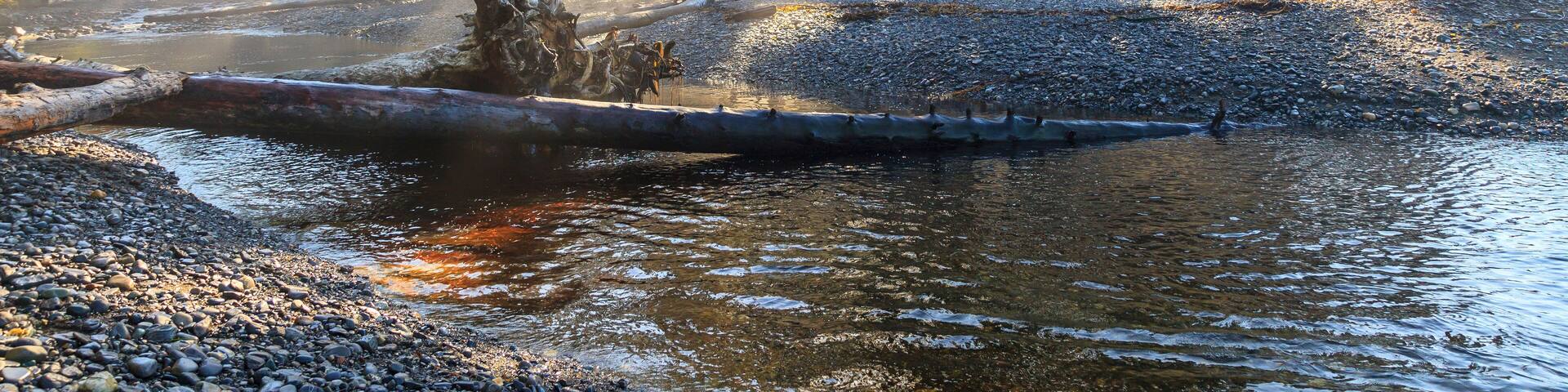 A forest with a river, sunlight filtering through the trees, and a fallen log in the water.