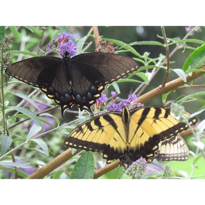 Many butterflies