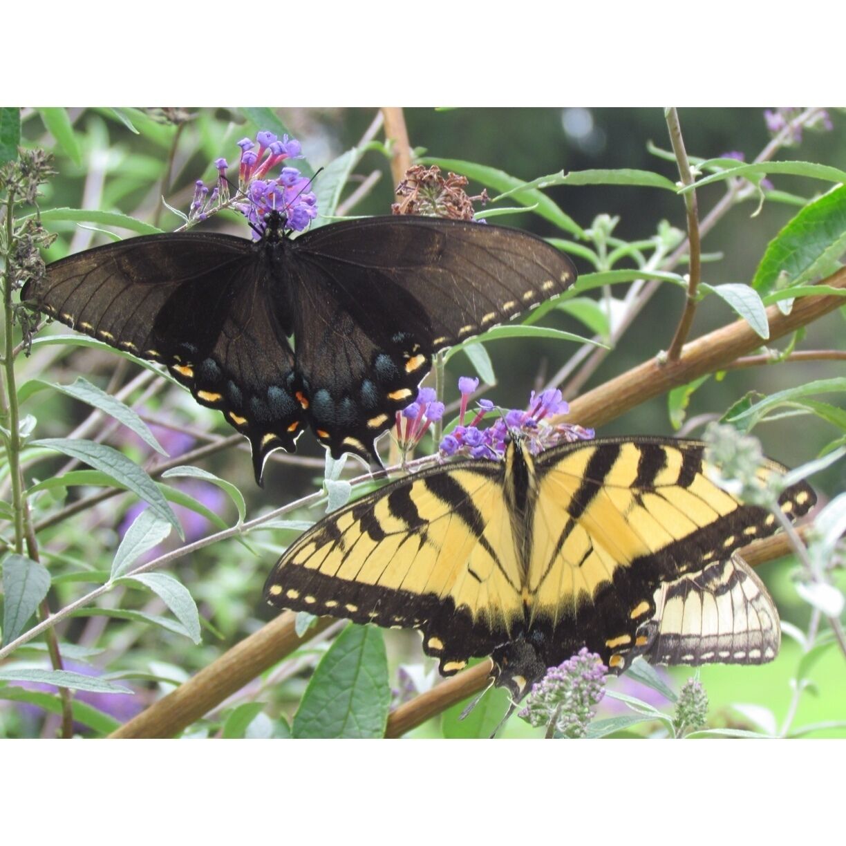 Two butterflies on purple flowers.