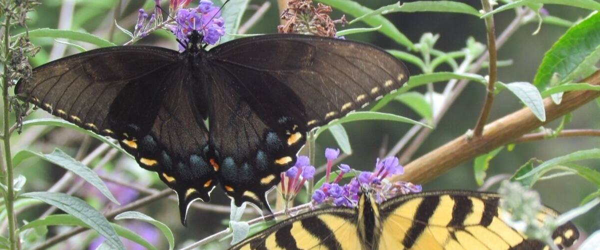 Two butterflies on purple flowers.